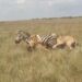 zebra fighting lionesses