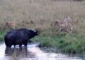 standoff in a waterhole