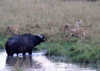 standoff in a waterhole