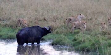 standoff in a waterhole