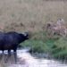 standoff in a waterhole