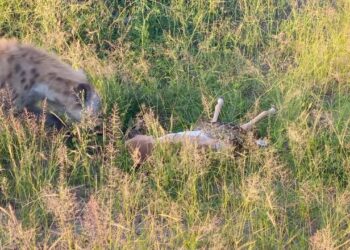 hyena saves impala