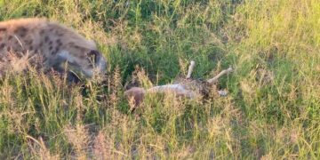 hyena saves impala