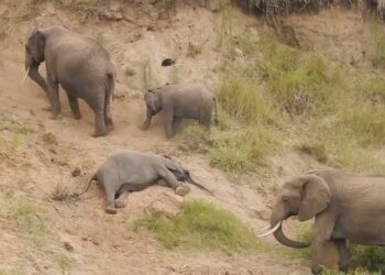 elephant sleeping