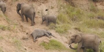 elephant sleeping