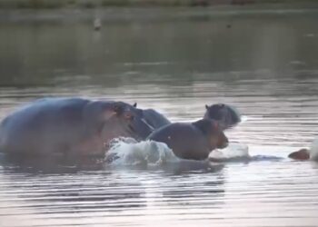 hippo stunned