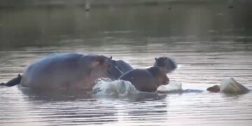 hippo stunned