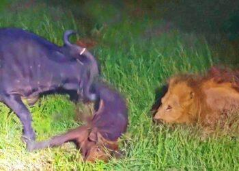 buffalo throws calf