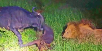 buffalo throws calf