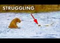 lion cub drowning