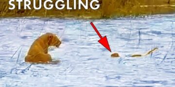 lion cub drowning