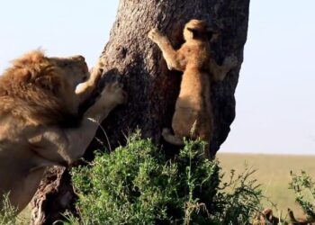 lion cubs