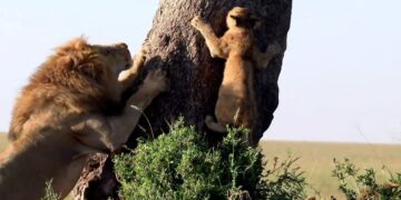 lion cubs