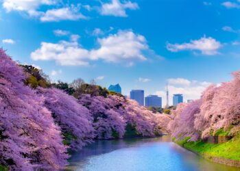 tokyo cherry blossom