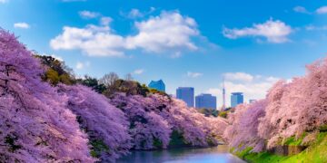 tokyo cherry blossom