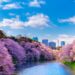 tokyo cherry blossom