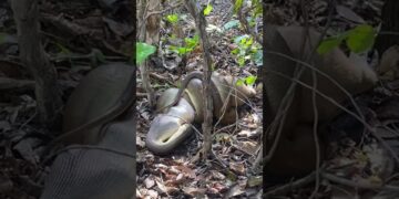 olive python