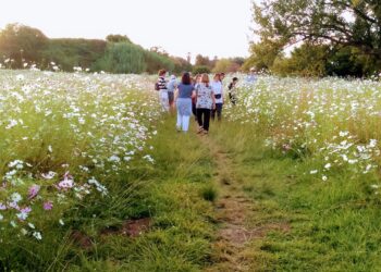 wildflowers cosmos johannesburg