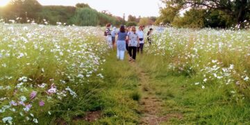 wildflowers cosmos johannesburg