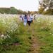 wildflowers cosmos johannesburg