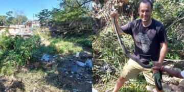 WATCH: A 2.3m long Black Mamba caught in Durban