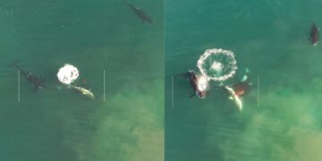 LOOK: Drone capture the moment Orcas kill a Great White shark