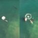 LOOK: Drone capture the moment Orcas kill a Great White shark