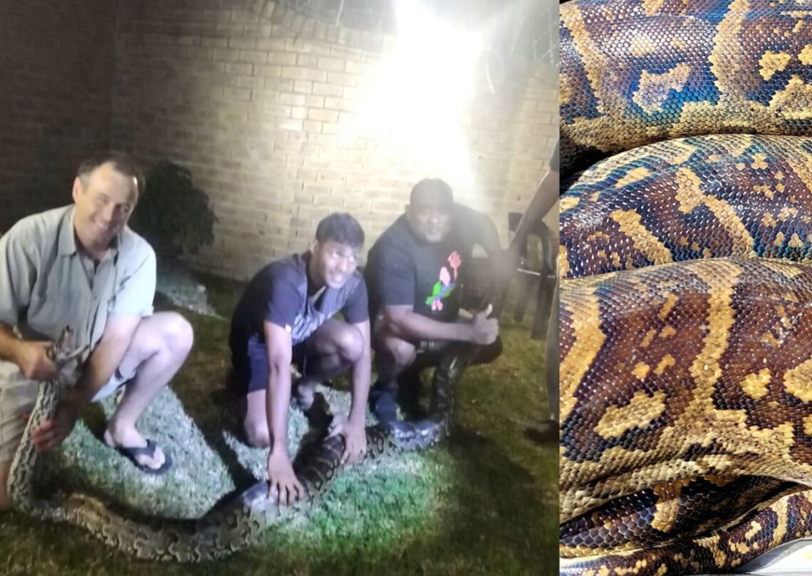 LOOK: MASSIVE Python caught at Durban house - I Love South Africa