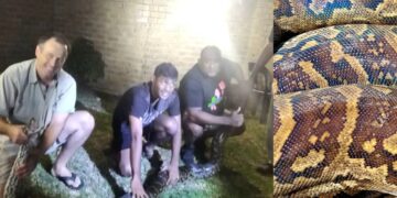 LOOK: MASSIVE Southern African Python caught at Durban house