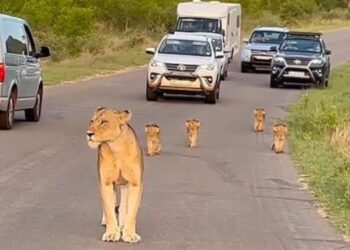 Kruger National Park