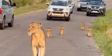 Kruger National Park