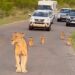 Kruger National Park