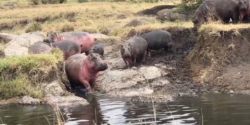 hippos