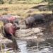 hippos