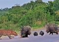 porcupine