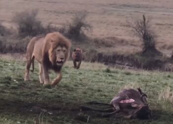 Lion chases hyena