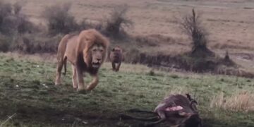 Lion chases hyena