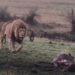 Lion chases hyena