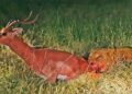 A wounded impala