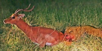 A wounded impala