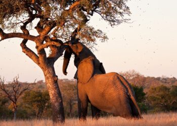 marula elephants