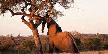 marula elephants