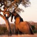 marula elephants