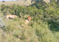 Male lions