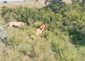 Male lions