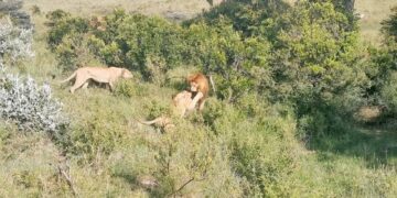 Male lions