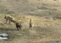 Hyenas