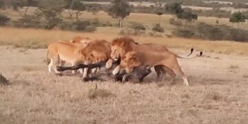 lion coalition