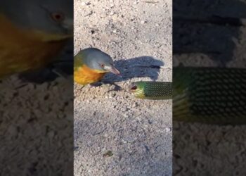 Bird Rips Snake's Eyes