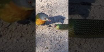 Bird Rips Snake's Eyes